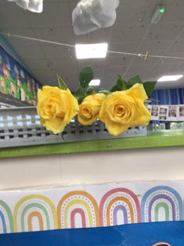 Yellow Roses